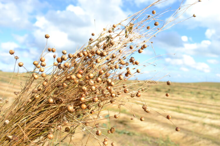 الیاف طبیعی کتان